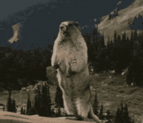 a groundhog standing on its hind legs with the word yoyotte written on the bottom