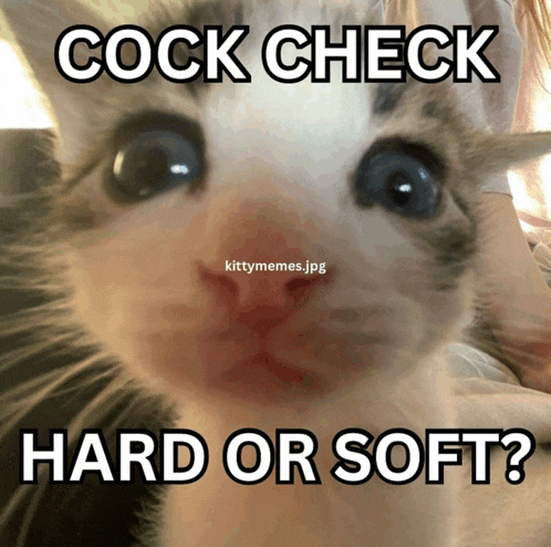a close up of a cat with the words cock check hard or soft