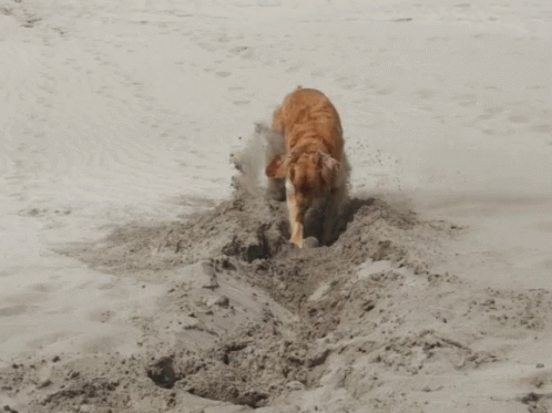 Dog Dig GIF - Dog Dig Beach GIFs