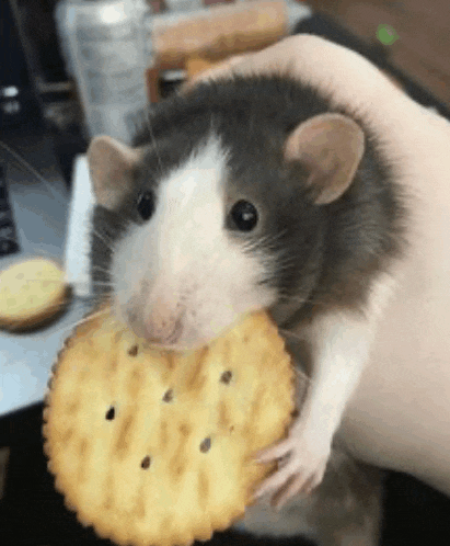 a black and white rat is eating a cracker in someone 's hand