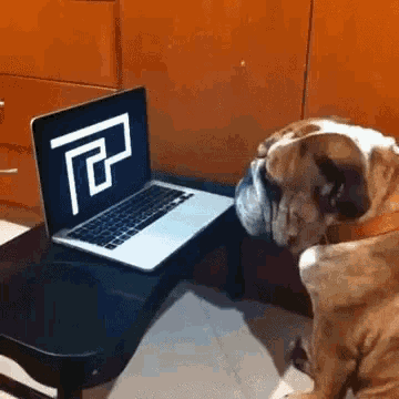 Bulldog Scared GIF - Bulldog Scared Maze GIFs