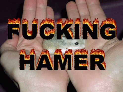 Hamer Hamster GIF - Hamer Hamster GIFs