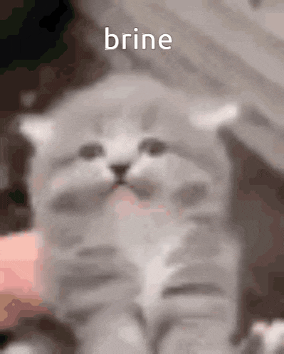 a blurred image of a cat with the word brine on the bottom