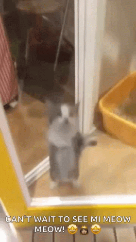 Cat Jumping GIF - Cat Jumping Excited GIFs