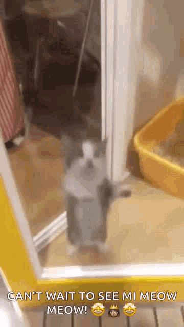 a cat is standing in front of a mirror with its paws up .