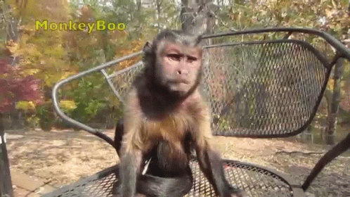 Staring Capuchin Monkey GIF - Staring Capuchin Monkey Monkeyboo GIFs