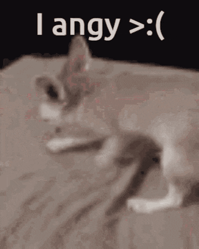 a cat is laying on a bed with the words `` i angy '' written on the bottom of it .