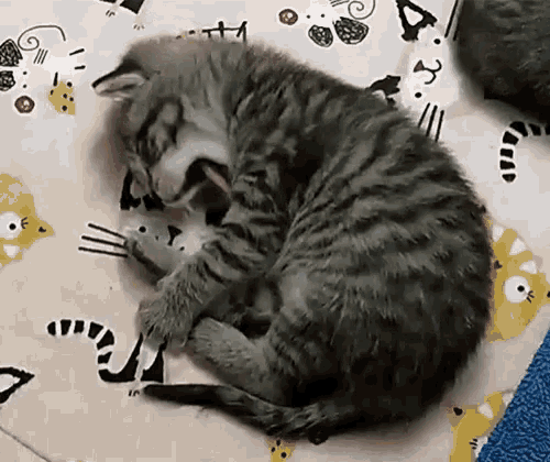 Kitty Kitten GIF - Kitty Kitten Sleepy GIFs
