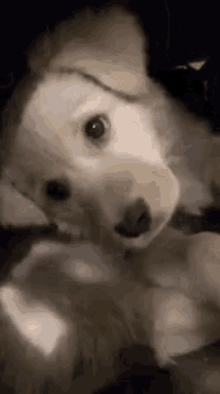 a close up of a dog looking at the camera while laying down .