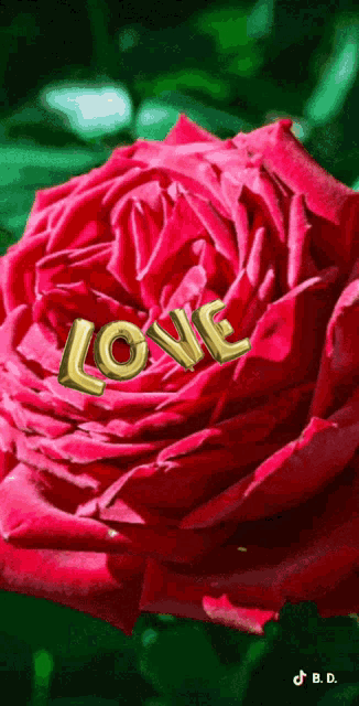 a large red rose with the word love written on it