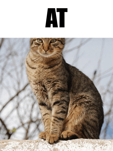 a cat is sitting on a ledge with the word at above it