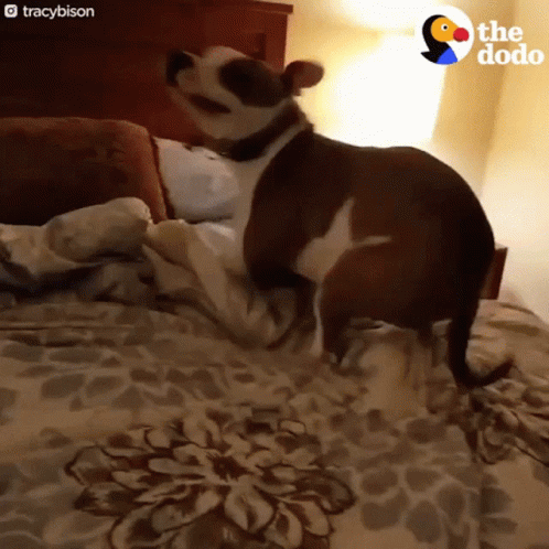 Pit Bull GIF - Pit Bull Bed GIFs