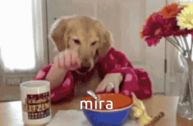 Mira Dog GIF - Mira Dog GIFs