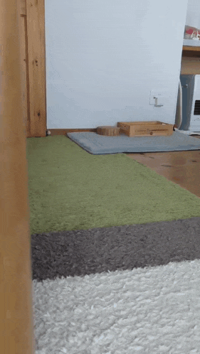 a cat laying on a green rug in a living room