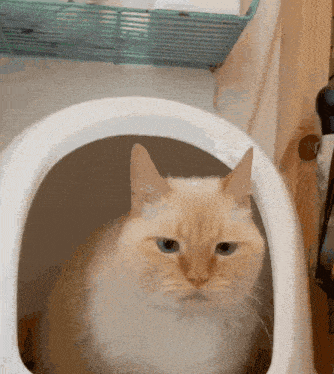 a cat is sitting in a white toilet bowl and looking at the camera
