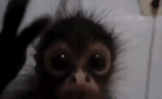 Dying Monkey Monkey GIF - Dying Monkey Monkey Baby Monkey GIFs