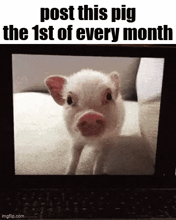 a picture of a pig on a laptop screen with the words post this pig the 1st of every month .