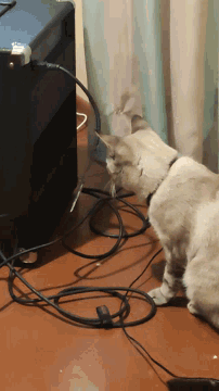 a cat is sniffing a bunch of wires on a desk