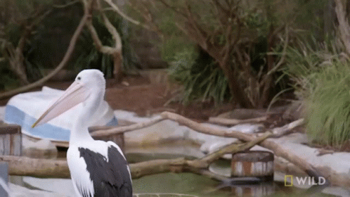 Yawn National Geographic GIF - Yawn National Geographic Secrets Of The Zoo Down GIFs