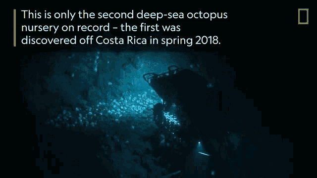 a picture of a deep-sea octopus nursery on record