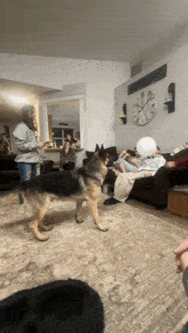 a woman in a sweatshirt that says ' sds ' on it feeds a dog