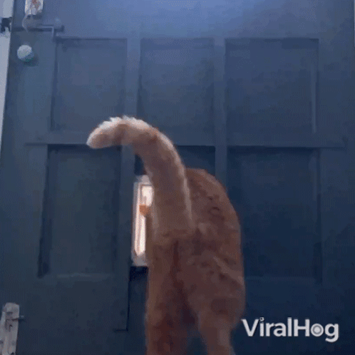 Leaving Cat GIF - Leaving Cat Viralhog GIFs