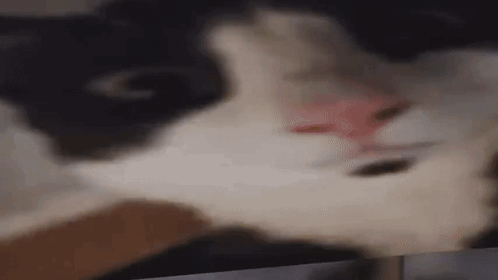 Funny Cat 3d GIF - Funny Cat Cat 3d GIFs