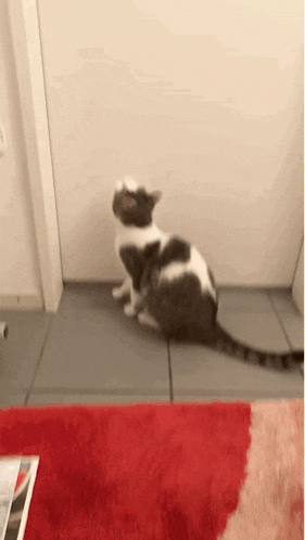 a black and white cat is sitting on a red rug