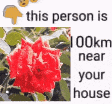 a picture of a red rose next to a text that says this person is 100km near your house