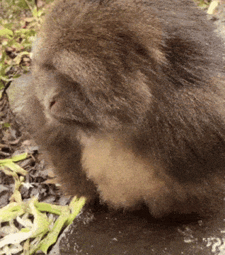 a close up of a monkey eating some leaves