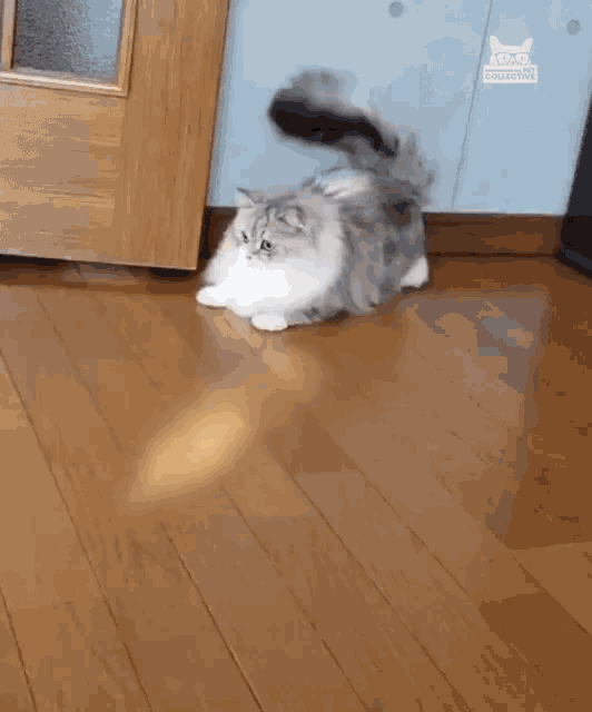 Cat Chase Chasing GIF - Cat Chase Chasing Cat Confused GIFs