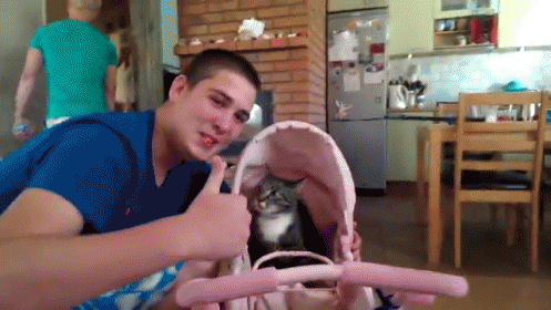 Don'T Put Kitty In The Stroller GIF - Cat Revenge Mad GIFs