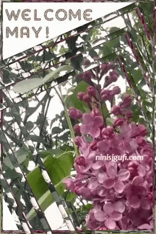 Lilac Welcome May GIF - Lilac Welcome May May Spring GIFs
