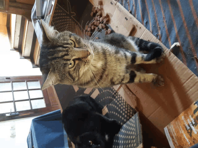 a cat laying on top of a cardboard box next to another cat