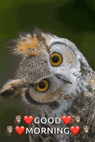 a couple of owls with hearts and the words " good morning "