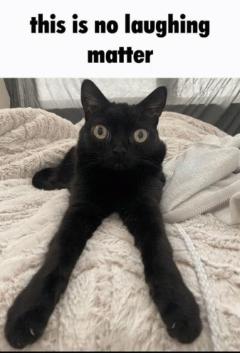 This Is No Laughing Matter Cat Silly N4t GIF