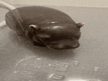 a hippopotamus is laying on a gray surface with a few drops of water on it