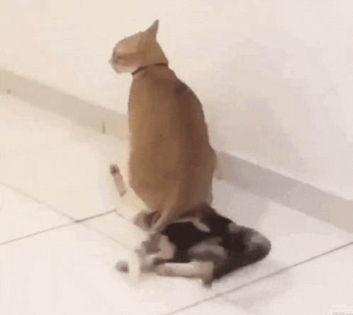 a cat sitting on top of another cat on a tiled floor .