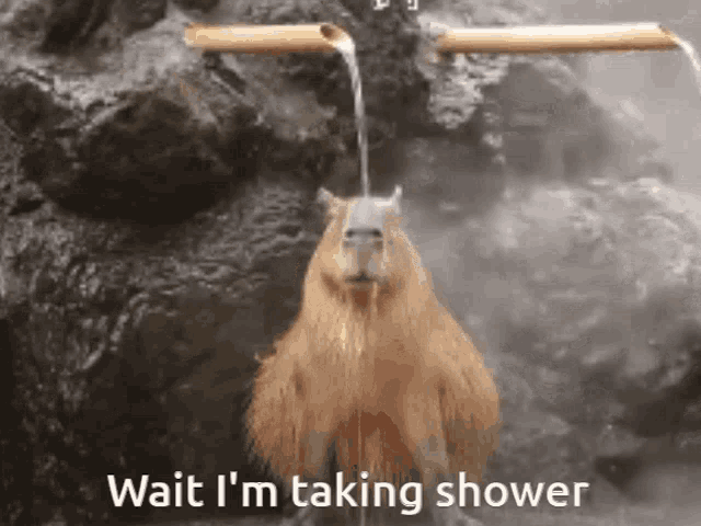Capybara Shower Time GIF - Capybara Shower Time Shower GIFs