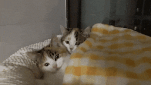 two kittens are laying under a yellow and white checkered blanket