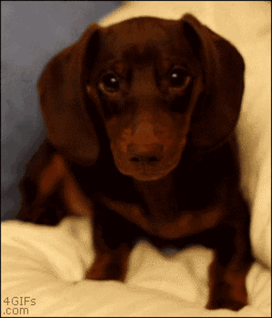 Cute Dog GIF - Cute Dog Dachshund GIFs