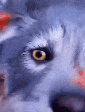 a closeup of a wolf 's eye with a blue background