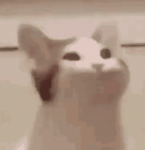 a cat with its mouth open and a pink object in its mouth