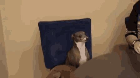 a dog is sitting in a chair next to a table and looking at the camera .
