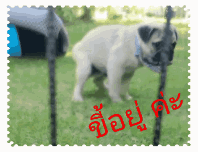 a postage stamp with a picture of a pug dog and the words ' a ' and ' a ' in red