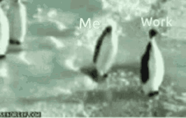 a group of penguins are walking in the water with the words me work written on the bottom