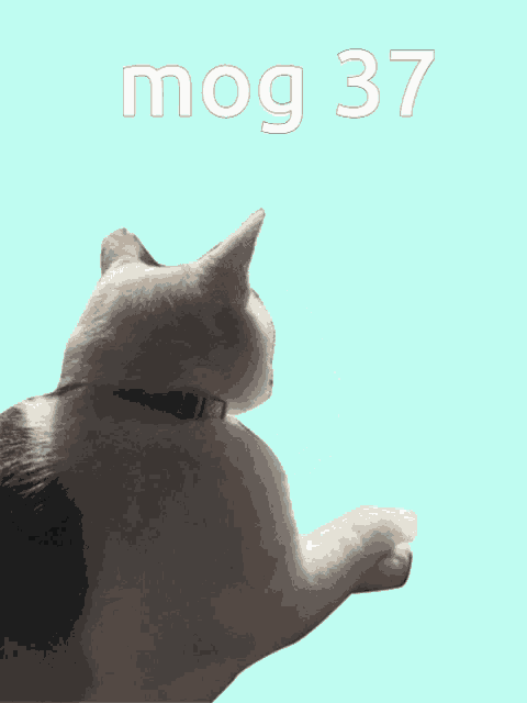 a black and white cat is laying on a blue background with the words mog 37 above it