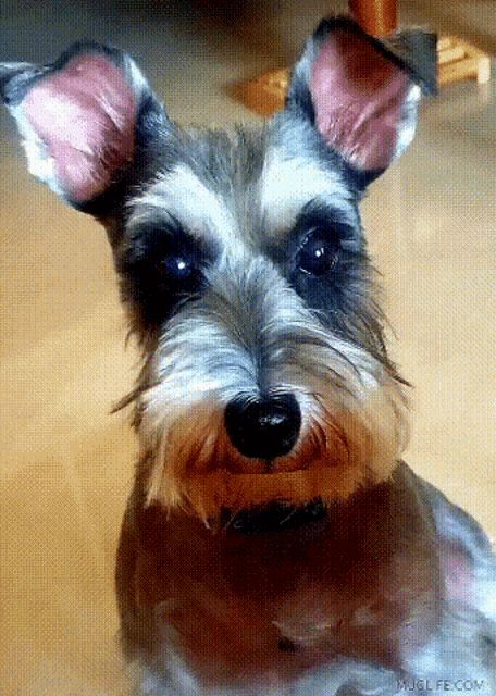 a close up of a dog 's face with the website imagelife.com in the bottom right corner