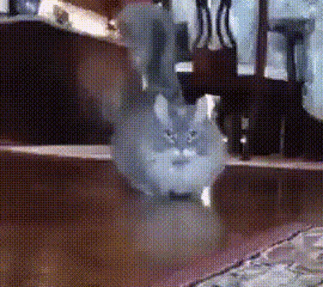 Cat Glitch GIF - Cat Glitch Funny Cat GIFs