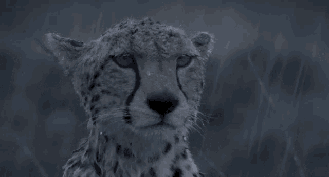 Cheetah Over The Rain GIF